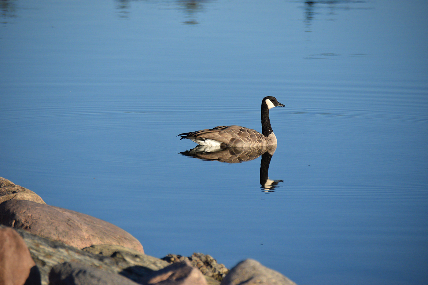 Traditional In Class B By Joanne Hiscocks For Stillness SEP-2022.jpg